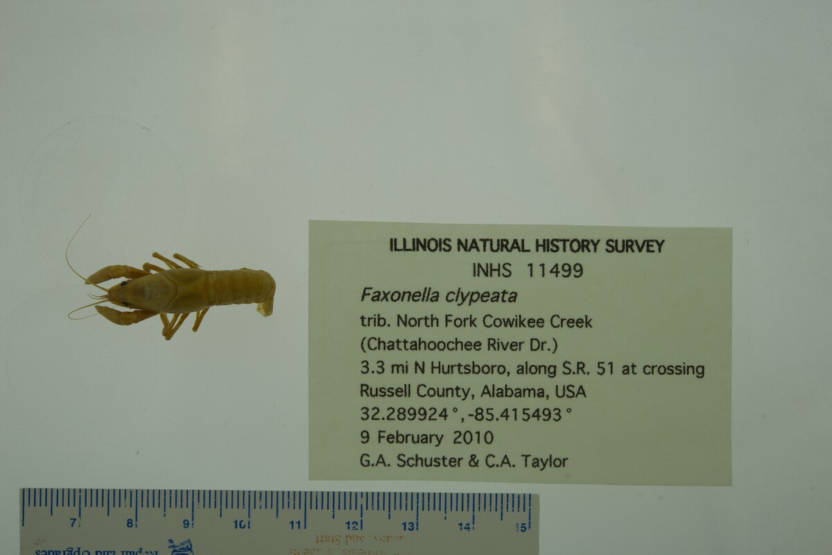 Faxonella clypeata image